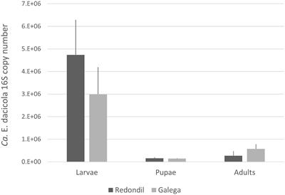 Olive Fruit Fly Symbiont Population: Impact of Metamorphosis